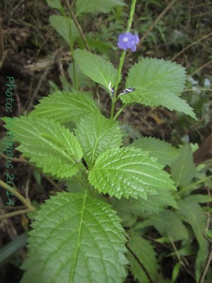 Stachytarpheta urticifolia